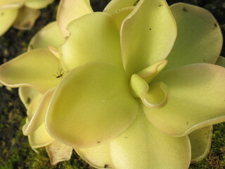 Zbliżenie na rośliny z gatunku pinguicula © Kumulugma