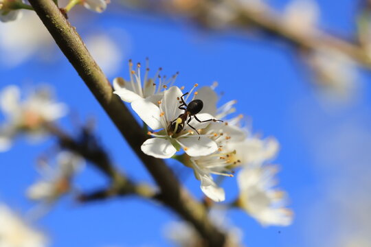 fourmi sur des fleurs d'&eacute;pine noire
