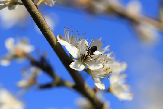 fourmi sur des fleurs d'&eacute;pine noire