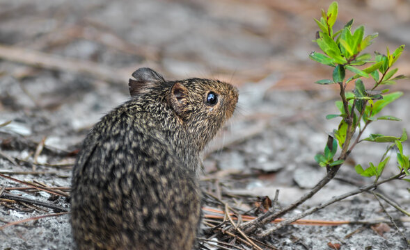 Cute Little Hispid Cotton Rat (Sigmodon Hispidus)
