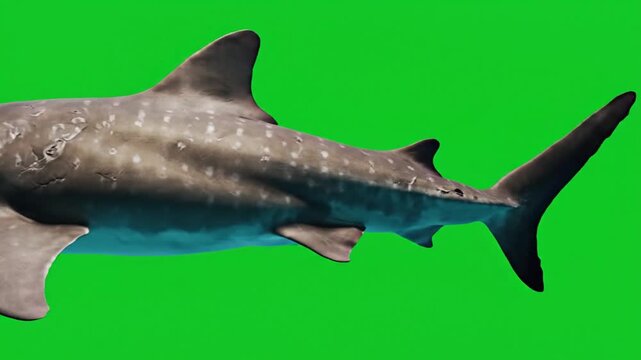 A large whale shark with distinctive spotted skin swimming against a vibrant green screen background, showcasing its powerful tail fin and body.