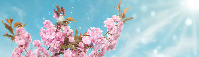 Fototapeta premium Blossoming spring tree branches with pink flowers against blue sky on sunny day. Banner design