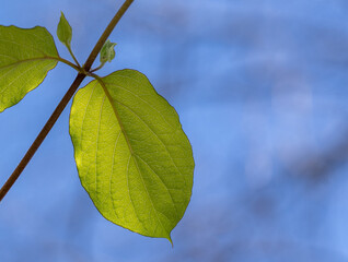 Green leaf on branch against blue sky with copy space minimal nature background