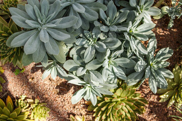 Fototapeta premium Top view of succulent garden arrangement with various echeveria and rosette plants. Decorative botanical composition with natural patterns and textures.