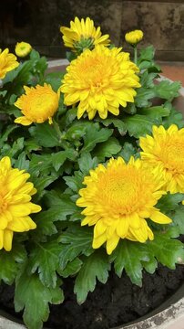 Chrysanthemum morifolium in garden. Chrysanthemum morifolium is a shrub, ornamental plant that has high economic value and potential for cultivation