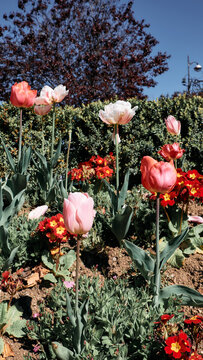 Tulips and primulas in Paris garden near boulevard with bright spring sunshine