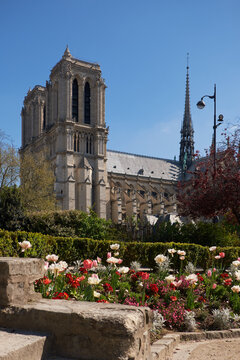 Notre-Dame Cathedral framed by spring tulips and Parisian garden pathway
