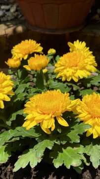 Chrysanthemum morifolium in garden. Chrysanthemum morifolium is a shrub, ornamental plant that has high economic value and potential for cultivation