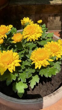 Chrysanthemum morifolium in garden. Chrysanthemum morifolium is a shrub, ornamental plant that has high economic value and potential for cultivation