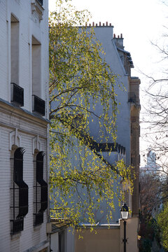 Haussmannian building with sunlit birch leaves along narrow Paris street