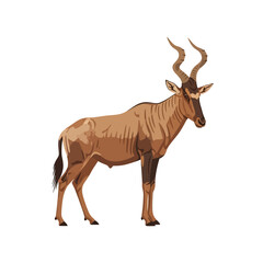 Obraz premium Standing Hartebeest Antelope, An Iconic African Savannah Dweller with Majestic Horns