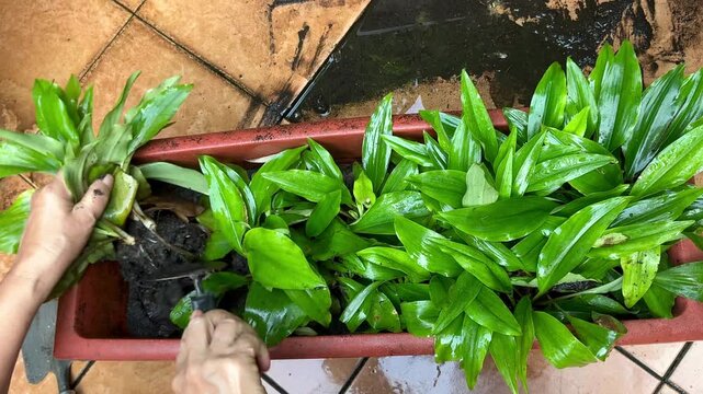 The hand of a senior woman are planting Kaempferia galanga rhizomes seedlings into brown pot with the soil. Gardening home. Out of focus.