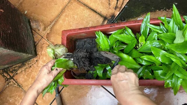 The hand of a senior woman are planting Kaempferia galanga rhizomes seedlings into brown pot with the soil. Gardening home. Out of focus.