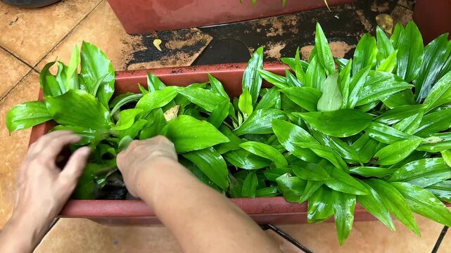 The hand of a senior woman are planting Kaempferia galanga rhizomes seedlings into brown pot with the soil. Gardening home. Out of focus.