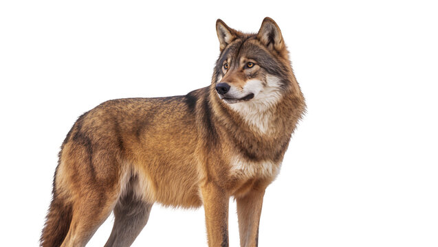 Isolated majestic brown wolf standing looking to the side with alert amber eyes