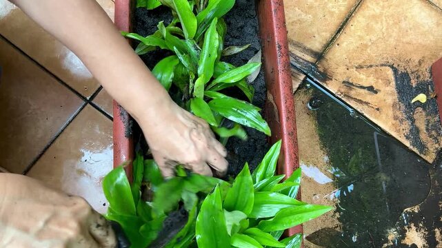 The hand of a senior woman are planting Kaempferia galanga rhizomes seedlings into brown pot with the soil. Gardening home. Out of focus.