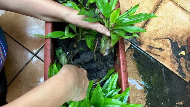The hand of a senior woman are planting Kaempferia galanga rhizomes seedlings into brown pot with the soil. Gardening home. Out of focus.