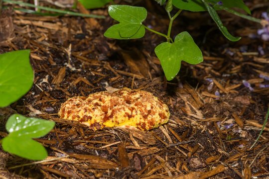 Dog Vomit Slime Mold - Fuligo septica