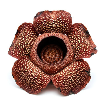 Closeup view of the Rafflesia arnoldii flower a parasitic plant 1.