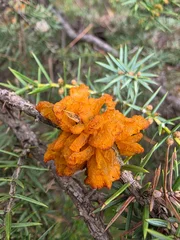 Gymnosporangium clavariiforme Rust Fungus on Juniper Branch, Orange Gelatinous Plant Disease Macro Close Up © Kolevski.V