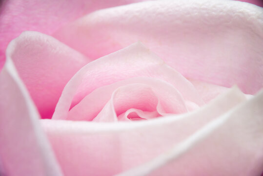 Close up of the center petals of a delicate pink rose