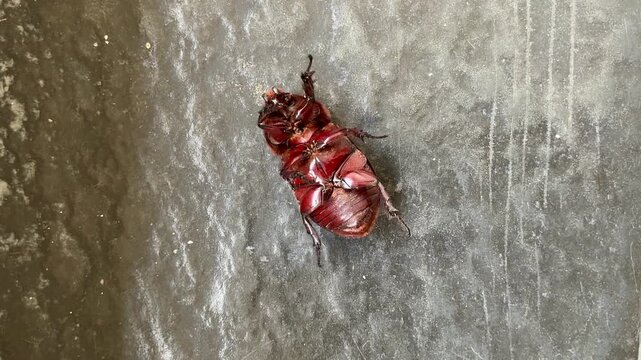 Big brown beetle lying on the back with his legs up.
