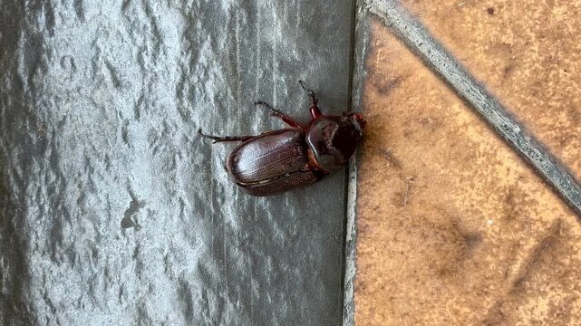A beetle is crawling with an injured leg