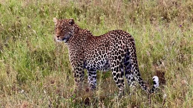 A leopard stands in a field of tall grass in this wildlife video