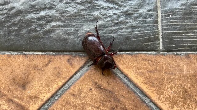 A beetle is crawling with an injured leg