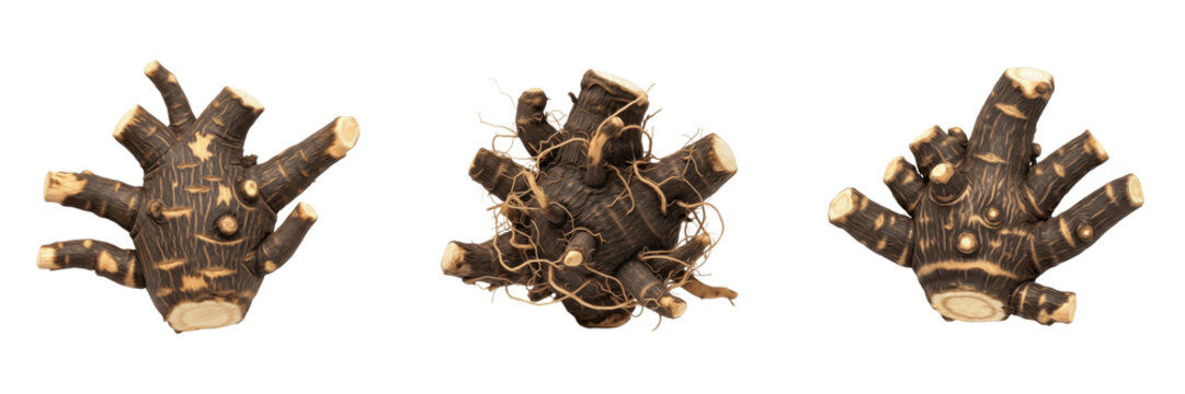 Black cohosh root whole (Actaea racemosa) - Cimic&iacute;fuga negra - Act&eacute;e &agrave; grappes - Organic Herbal Root for Wellness, Traditional Medicine, and Healthy Culinary Ingredients - SEO Optimized Natural Plant