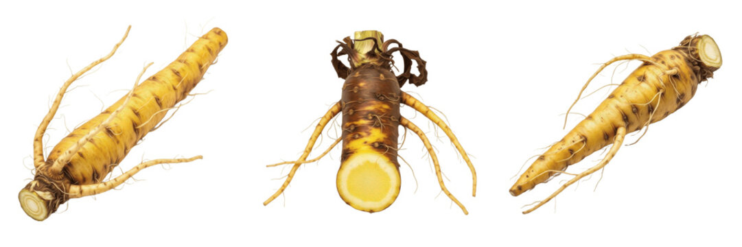 Yellow dock root whole (Rumex crispus) - Acedera - Patience - Organic Herbal Root for Wellness, Traditional Medicine, and Healthy Culinary Ingredients - SEO Optimized Natural Plant Background