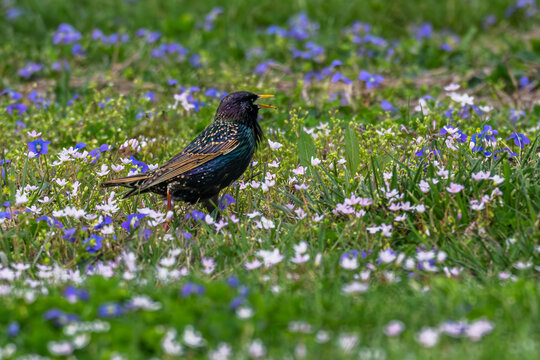 Common starling standing in a field of flowers.
