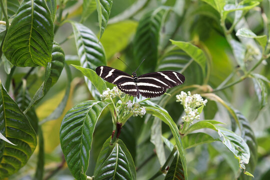Zebra Longwing Butterfly with Wings Fully Open on native Florida wild Coffee Flowers &mdash; Heliconius charithonia Florida State Butterfly