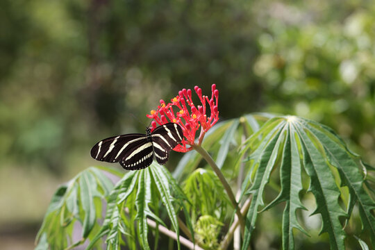 Zebra Longwing Butterfly with Wings Open Nectaring on Red Coral Plant &mdash; Heliconius charithonia Florida State Butterfly Among Jatropha Leaves Fort Myers Florida