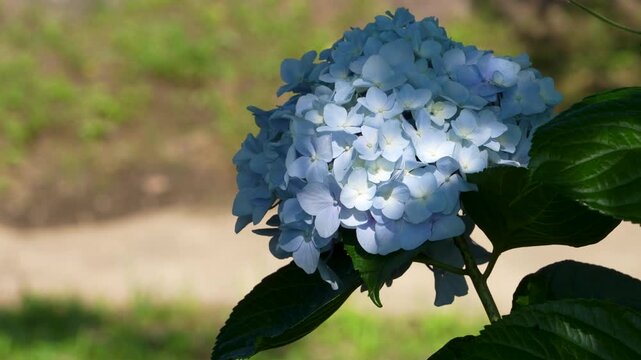 水色のアジサイを下から上に撮影した4Kスローモーション動画。ジンバルで撮影