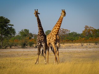 Fototapeta premium Two large male giraffes in the savannah pushing for dominance in golden light front view