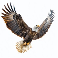 Obraz premium Bald eagle in flight with wings spread wide on white background