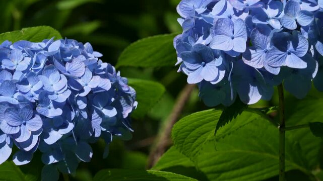 青いアジサイを下から上に撮影した4Kスローモーション動画。ジンバルで撮影
