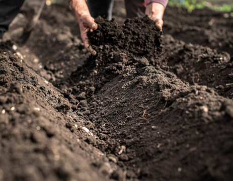 Hands shaping soil furrows close up agriculture cultivation process 土の畝を作る手元のクローズアップ
