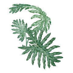 Watercolor tropical leaves Philodendron Selloanum botanical illustration. Hand drawn green foliage with detailed leafy texture and realistic plant form. Indoor greenery template for floral garden art. © NadyaSaen 