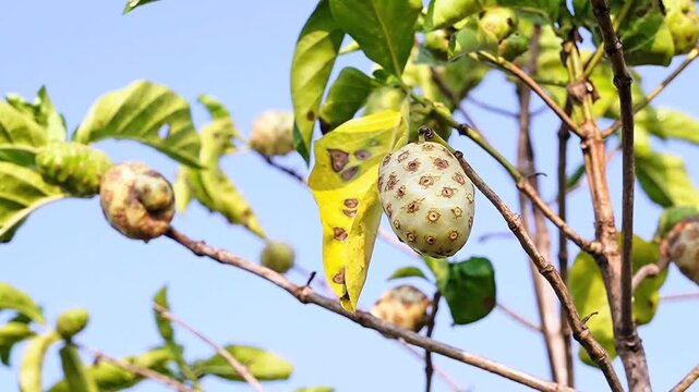 High quality slow motion footage of a ripe noni fruit hanging on a green branch under bright sunlight, ideal for herbal medicine, organic supplements, and tropical wellness content
