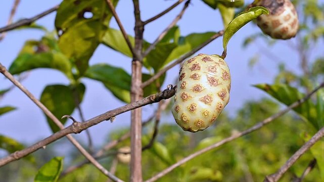 High quality slow motion footage of a ripe noni fruit hanging on a green branch under bright sunlight, ideal for herbal medicine, organic supplements, and tropical wellness content