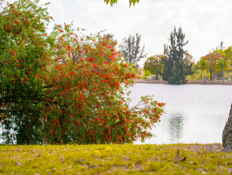 Flowering red Bottlebrush bush Callistemon grows near a calm lake on a sunny day in a tropical garden with lush green trees.