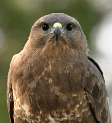 Obraz premium a beautiful common buzzard in the wild in the countryside