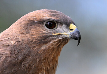 Naklejka premium a serious common buzzard in the wild