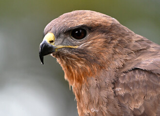 Fototapeta premium a serious common buzzard in the wild 