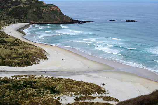 Scenic Coastal Curve of Sandfly Bay Beach and Cliffs, New Zealand
