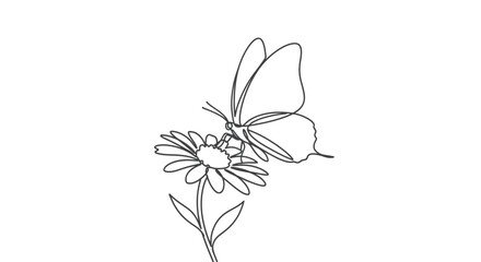 Delicate line drawing of a butterfly sipping nectar from a daisy © gudangPIXEL