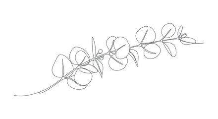 Delicate, continuous line drawing of a eucalyptus branch with rounded leaves © gudangPIXEL