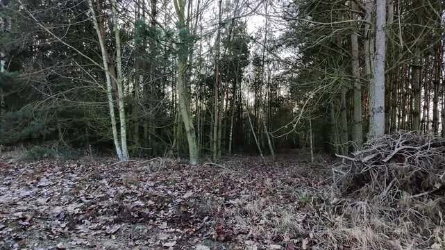Calm and smooth drone flight through a serene forest between tree trunks, eye-level view.
